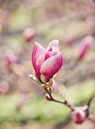 Macro of purple magnolia bud in botanical gardenの写真素材