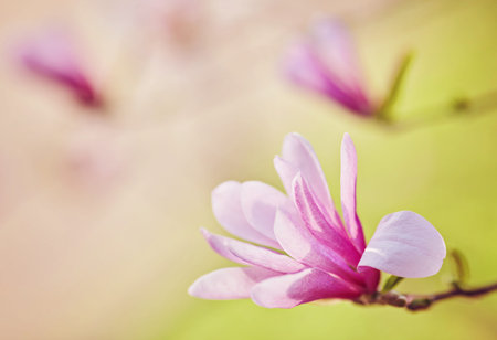 Macro of purple magnolia bud in botanical garden