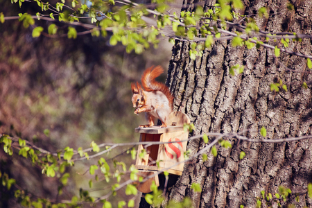 squirrel sits on a tree in the manger and eats nutsの写真素材
