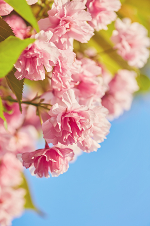 Beautiful cherry blossom sakura in spring time over blue sky.の写真素材