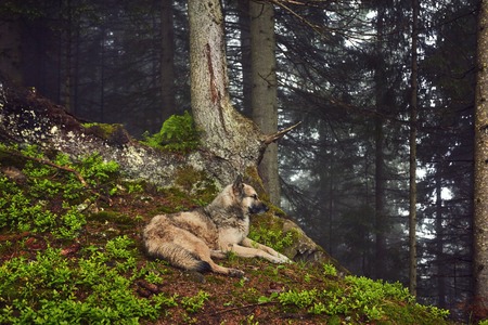 A hunting dog awaits its owner in a misty mountain forestの写真素材