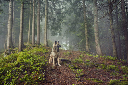 A hunting dog awaits its owner in a misty mountain forest