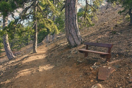 wooden bench inside a forest, no people aroundの写真素材