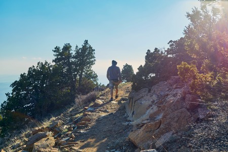 Fir tree on a nature trail at Troodos mountain range in Cyprusの写真素材