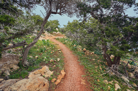 The sea on the trail of Aphrodite on Cyprus. Juniper treeの写真素材