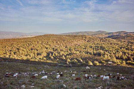 Goats grazing on the hills in the national park Akamas in Cyprus.の写真素材