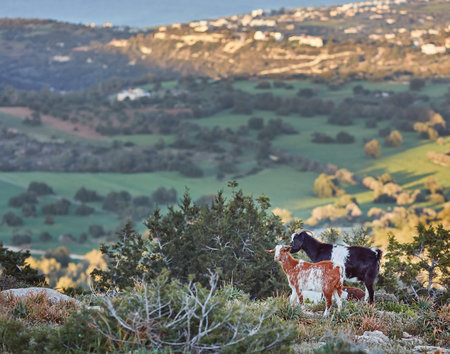 Goats grazing on the hills in the national park Akamas in Cyprus.の写真素材