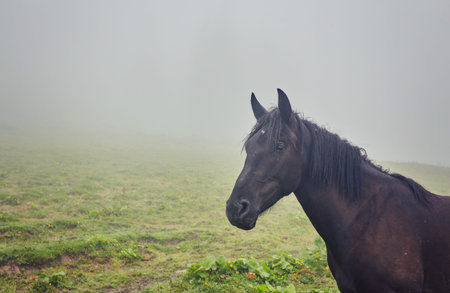 Beautiful horse on a summer mountain pasture