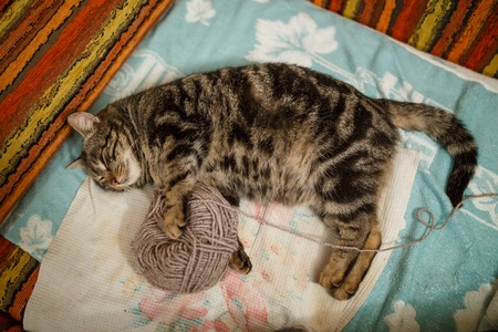 Cute adult tabby with red yard ball over blue background. Focus on the cats eyesの写真素材