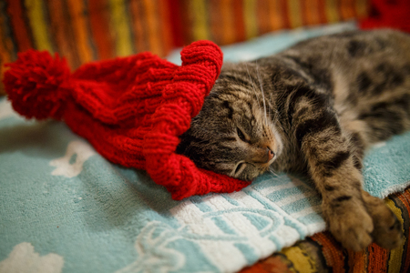 Gray adult cat lies on the floor and licks the pawsの写真素材