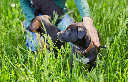 Happy little orange havanese puppy dog is sitting in the grassの写真素材