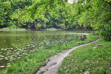 Forest. Green tree in the wood. Nature ourdoor environment. Landscape with sun, foliage, pond, lake. Sunlight park. Lush summer plant. Sunny beautiful background.の写真素材