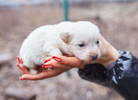 A small black dog lies on the hands of a girl. Female hands holding a dachshund puppy on a background of green grass.の写真素材