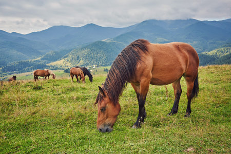 Horses in mountain valley. Beautiful natural landscapeの写真素材