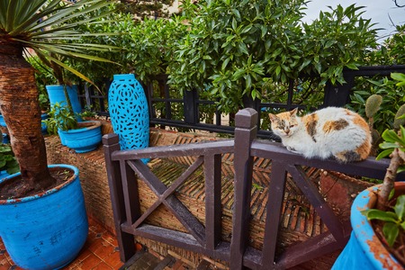 The red cat sits on a fence and look in the cameraの写真素材