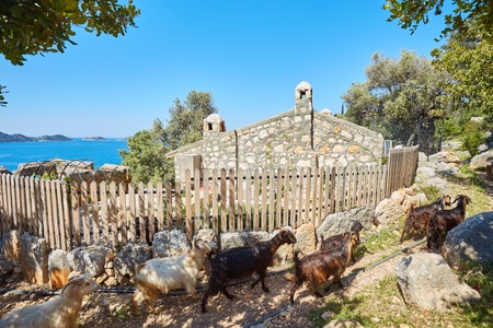 Domesticated Goat with Bell. Taurus mountains, near Kas, Turkeyの写真素材