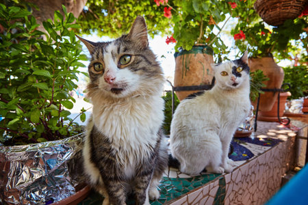 Cat sitting on old roman stone - Kas, Turkey