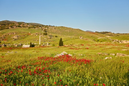 Ruins of the ancient city of Hierapolis and red poppies, Pamukkale in Turkey.の写真素材