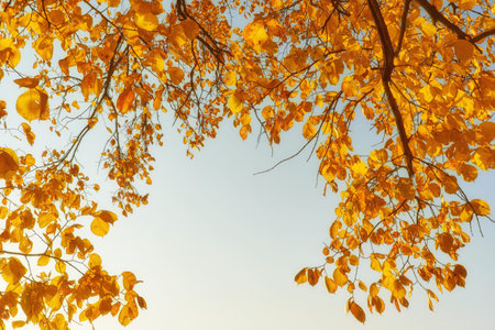 fall yellow maple leaves in the blue sky