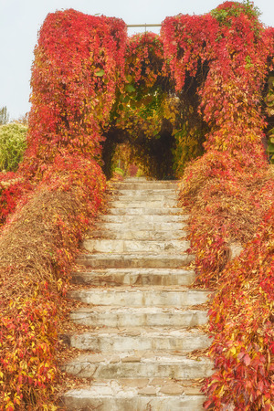 Autumn sunny day, steps of stairs in the old park, many fallen foliage. Seasons. Natural background in golden colorの写真素材