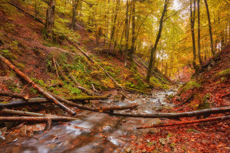 rapid mountain river in autumn. Colorfull wood background