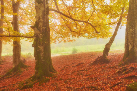 Forest trail in the mountains on a misty autumn day.