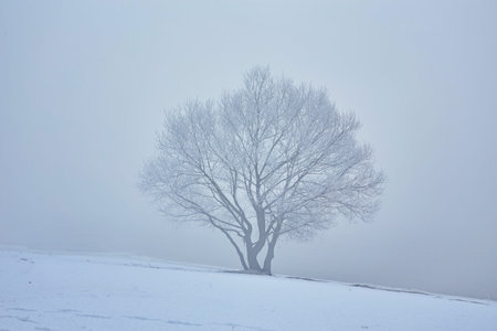 Frozen tree on winter field and blue skyの写真素材