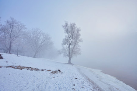 Winter river with a lone tree covered with hoarfrost on the shoreの写真素材