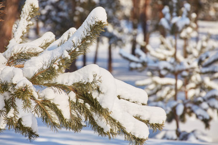 Fir branch on snow with festive lights