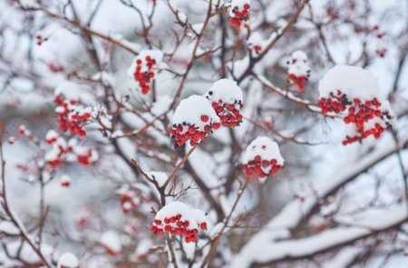Red bunches of rowan covered with the first snowの写真素材