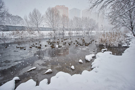 Wild ducks on snow in winter on river ice. City view - house and wild ducksの写真素材