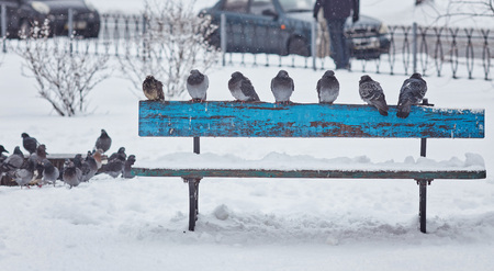 pigeons in the park are sitting on a benchの写真素材