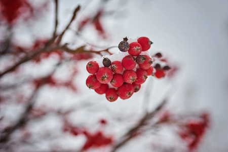 Red bunches of rowan covered with the first snowの写真素材