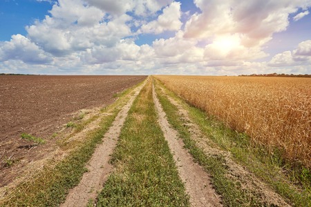 Empty countryside road through fields with wheatの写真素材