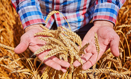 Male hand holding a golden wheat ear in the wheat fieldの写真素材