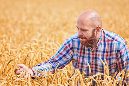 Farmer walking through a golden wheat fieldの写真素材
