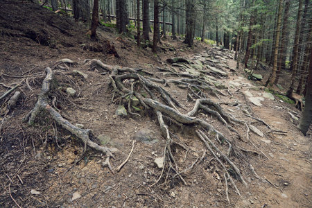 stone road in a coniferous forest in the mountains