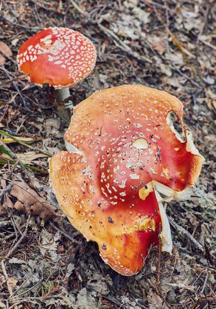 Amanita Muscaria, poisonous mushroom. Photo has been taken in the natural forest background.の写真素材