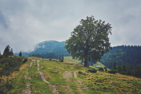 composite landscape. fence near the cross road on hillside meadow in mountains. few fir trees of...
