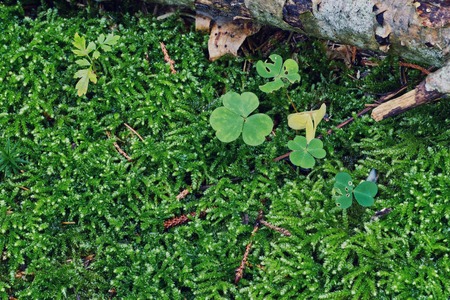 green moss background texture beautiful in natureの写真素材