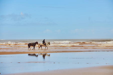 Horses walking on the beach at sunset. Epic photo, wide angle shot, backlight with silhouette. Sport and travel conceptsの写真素材