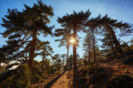 Trail Ridge Road view of the Rocky Mountains and pine tree forestの写真素材