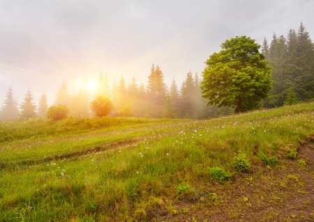 Panoramic view of beautiful landscape in the Alps with fresh green meadows and blooming flowers and snow-capped mountain tops in the background on a sunny day with blue sky and clouds in springtime.