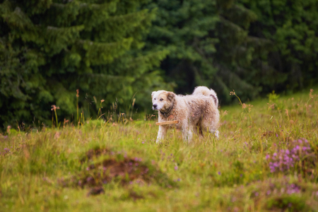 Beautiful dog on green grass. shepherd's dog in the forestの写真素材