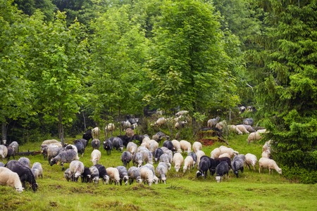 A lot sheep on the beautiful green meadowの写真素材