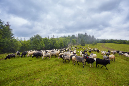 Herd of sheep on beautiful mountain meadow