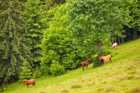 Ranch in the forest. Beautiful horses graze on green grass near the wooden fence.の写真素材