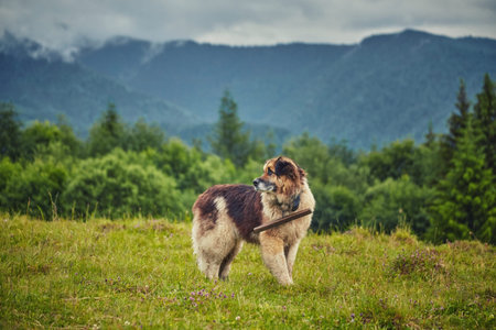 romanian shepherd dog standing on green field