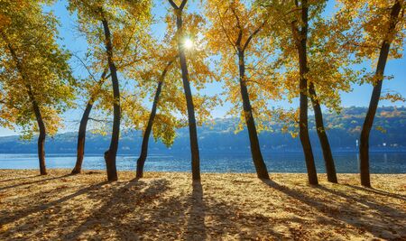 Autumn trees near the river, leaves on sand. Landscape in sunny dayの写真素材