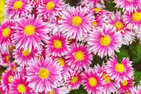 Autumn varicoloured chrysanthemum flower bad striped backgroundの写真素材